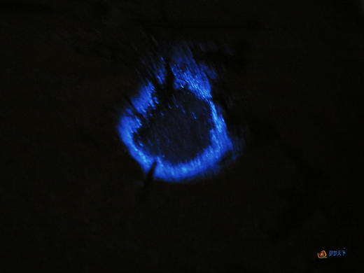 户外@【探寻“蓝眼泪”】福建平潭岛“蓝眼泪”•东庠岛高铁4天 商品图4