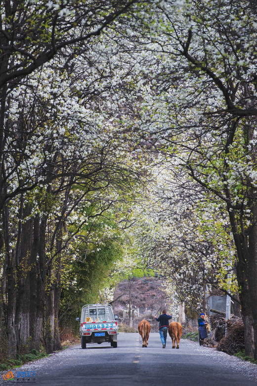 四川·绵阳辛夷花海5天·药王谷、九皇山、吴家后山、羌族文化体验 商品图2