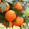 【广西深山老树沃柑！】家庭装（精品微花混装）挂果时间长，风味足！ 商品缩略图0