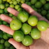 2026新鲜云南三月李子(送甘草辣椒)酸脆口感 商品缩略图1