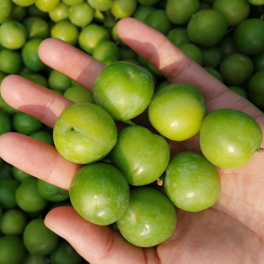 2026新鲜云南三月李子(送甘草辣椒)酸脆口感 商品图1