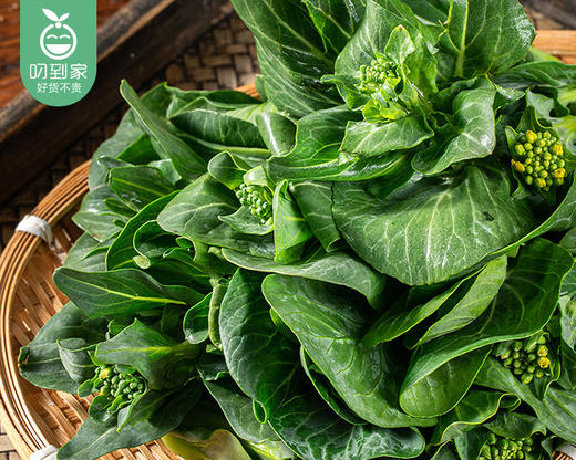 春菜·新鲜苏州青苔（300g±10g/份） 商品图1