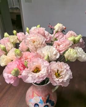 肉粉洋桔梗800克