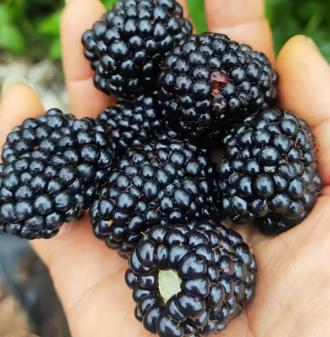 云南鲜果黑莓，树莓。回归发货，哈尔滨同城配送，云南高山黑莓/树莓任选 商品图0