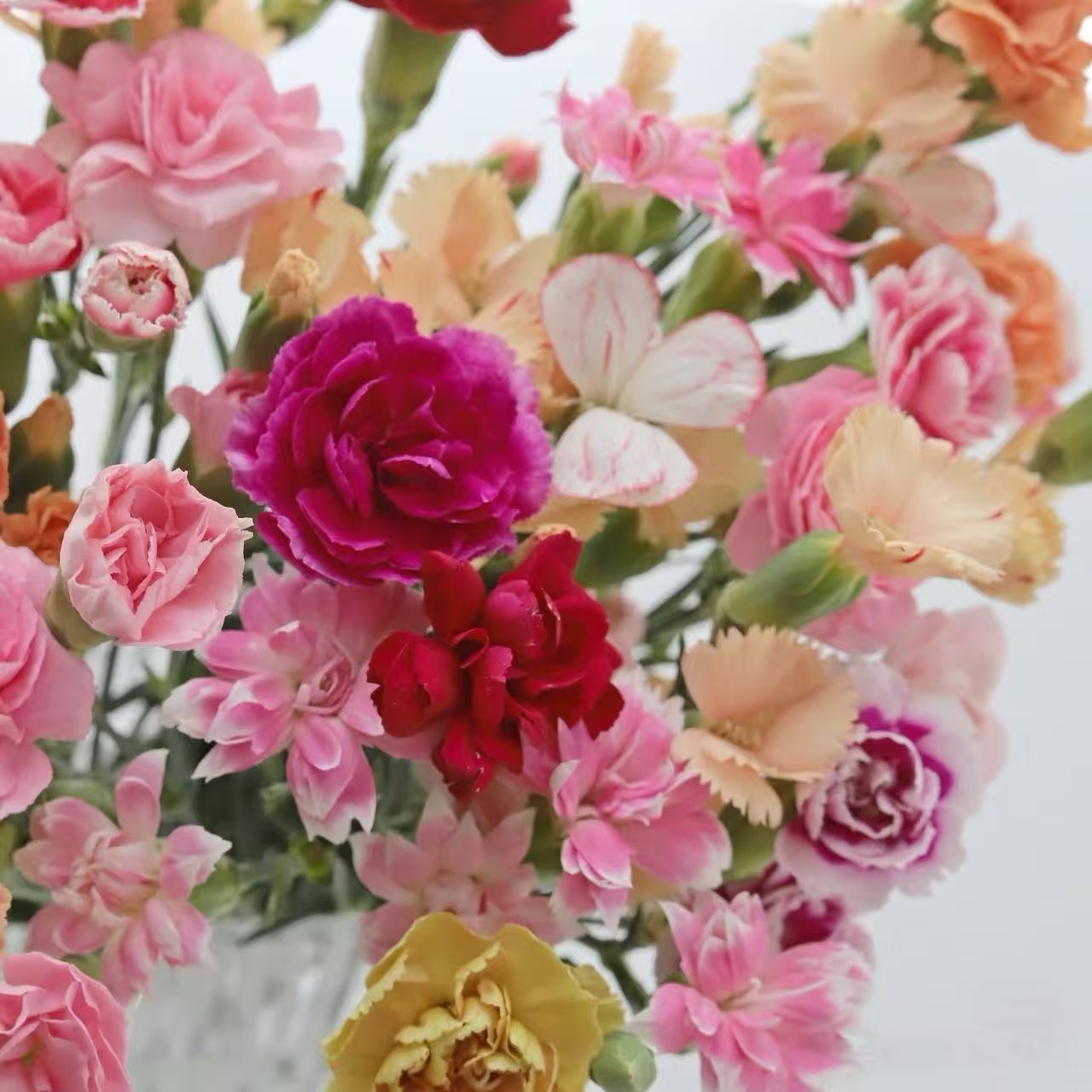 多头康乃馨20枝（配色）