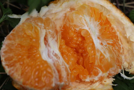 生态春见耙耙柑 产地：四川蒲江 【基地直发】承运：顺丰快递 商品图2