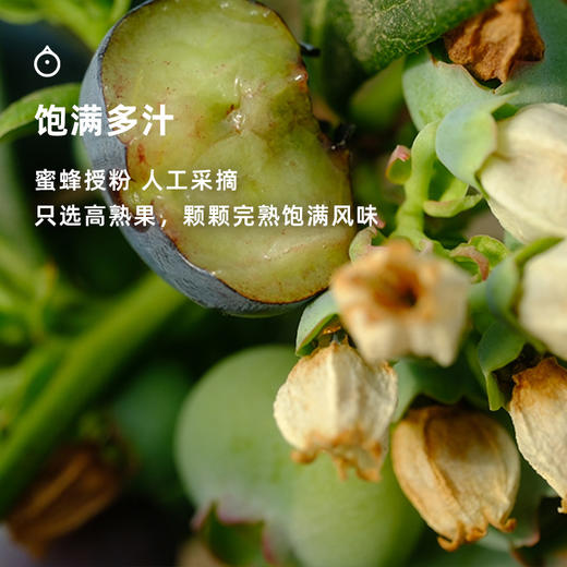 企鹅市集|四川大凉山 高山玫瑰香蓝莓 多规格可选 颗颗饱满香甜 新鲜水果 商品图2