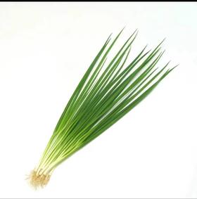 【ZCWJ】  新鲜小葱  蔬菜小水葱细葱蘸酱葱