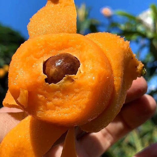 特惠活动『米易黄草五星枇杷』现摘现发，饱满肉厚，凝润柔滑，甜而不腻，果香清冽 商品图5