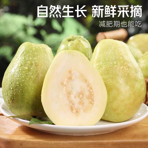 箱装 福建奶油白心芭乐1.2kg 商品图0