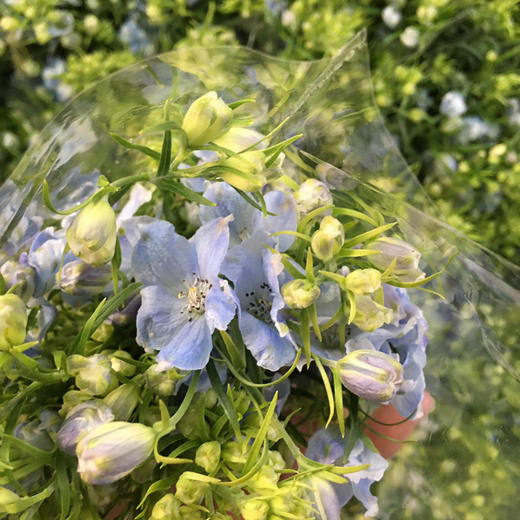 小飞燕.浅蓝 商品图2