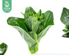 春菜·新鲜苏州青苔（300g±10g/份） 商品缩略图3
