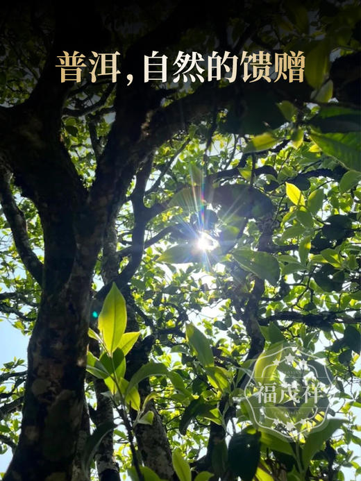 2026云南早春绿茶 【只此青绿】高山茶园鲜嫩爽口 云南普洱滇绿绿茶散茶 罐装160g/罐 商品图3