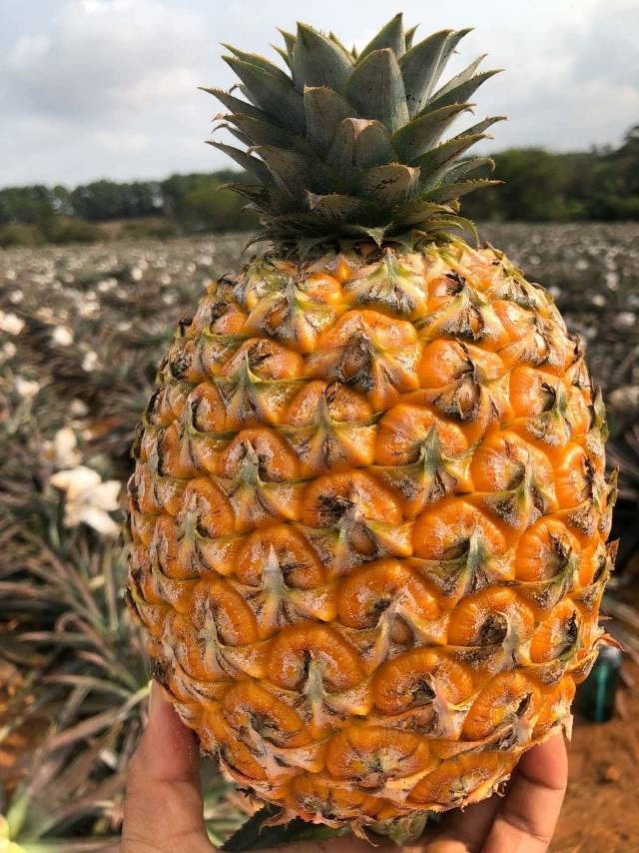 芒果凤梨【ABDY】