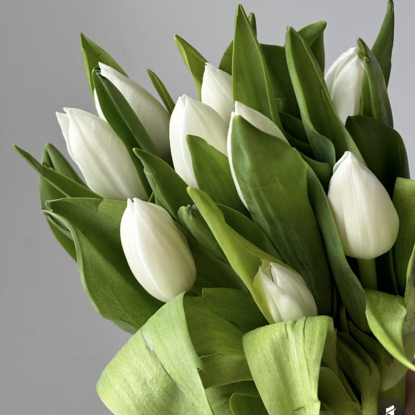 国产花材-国产【维珍白】郁金香 可翻瓣