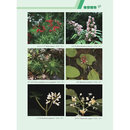 浙江乌岩岭国家级自然保护区综合科学考察与研究/国家自然保护地生物多样性丛书/雷祖培 刘宝权 刘西 主编/浙江大学出版社 商品图4