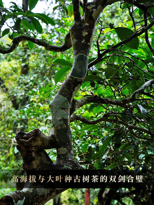 3月7日中午12点【冰岛白毫针】云南白毫银针冰岛古树白茶全芽头临沧核心产区一年仅采一次 商品图6