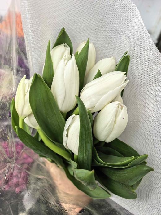 国产维珍白色郁金香10支 商品图0