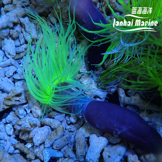 绿须千手佛 商品图5