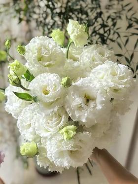 波浪白洋桔梗800克