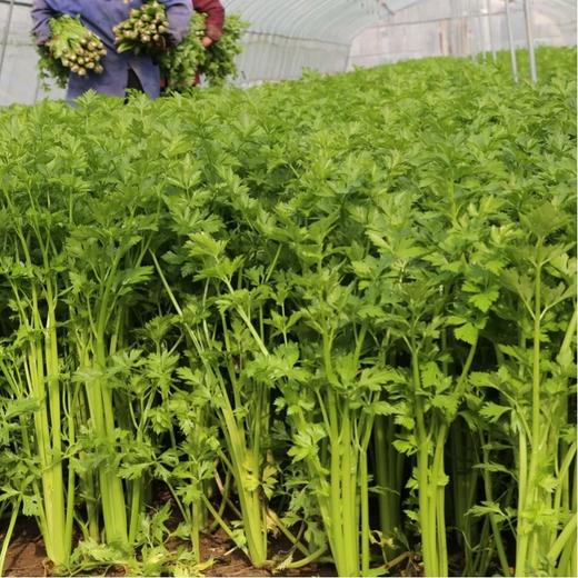 【顺丰/京东】正宗山东章丘鲍芹 特级芹菜 新鲜嫩芽 鲍家村鲍芹 榨汁推荐 3斤礼盒装  - ANXNY 商品图4