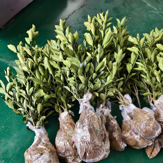 脆蜜金柑树苗丨田园自由，轻松在家实现种植自由，易种植，是树苗，不带果⭐️顺丰/京东随机发 商品图2