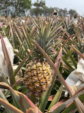 【海南金钻凤梨】甜度高，果肉细腻，果肉更软，产出的凤梨当之无愧的“赤道黄金果”-CC