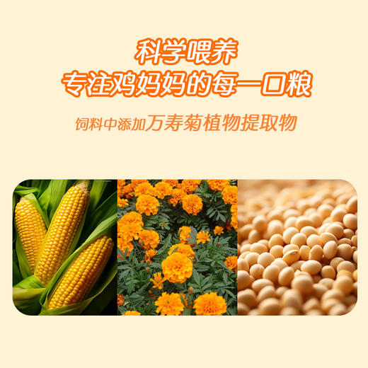 逸清源 叶黄素绿壳鸡蛋 30枚/盒 湖北汉川 商品图4