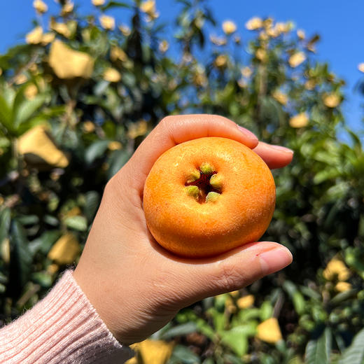 特惠活动『米易黄草五星枇杷』现摘现发，饱满肉厚，凝润柔滑，甜而不腻，果香清冽 商品图9