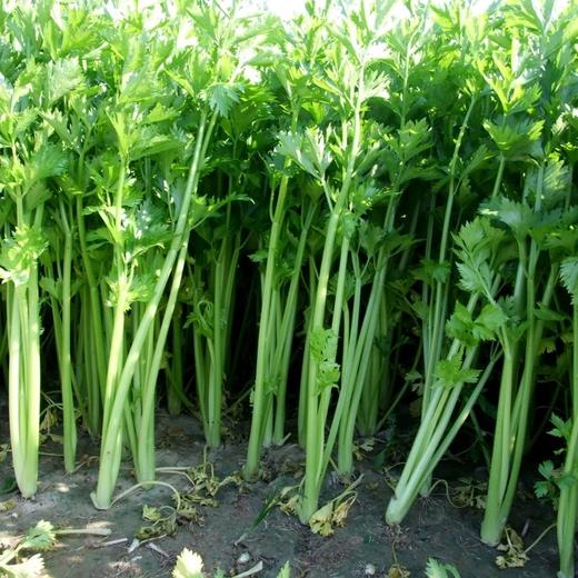 【顺丰/京东】正宗山东章丘鲍芹 特级芹菜 新鲜嫩芽 鲍家村鲍芹 榨汁推荐 3斤礼盒装  - ANXNY 商品图3