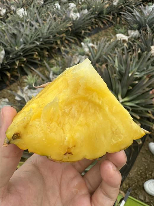 【海南金钻凤梨】甜度高，果肉细腻，果肉更软，产出的凤梨当之无愧的“赤道黄金果”-CC 商品图1