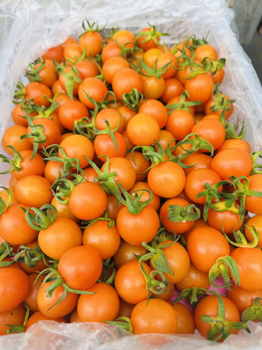 香芒皇后番茄 商品图6