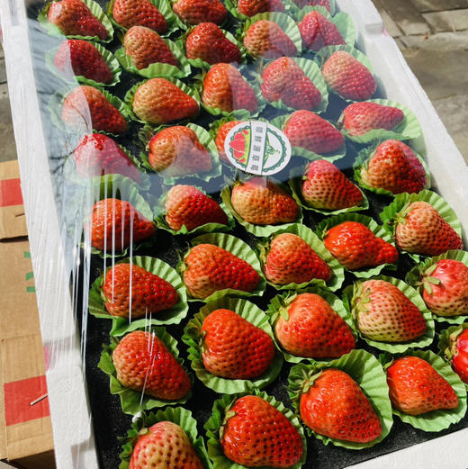【丹东99草莓】明星产品，一定要尝一尝，娇艳欲滴，草莓娇嫩，部分果子有磕碰属正常现象，请勿介意 商品图12