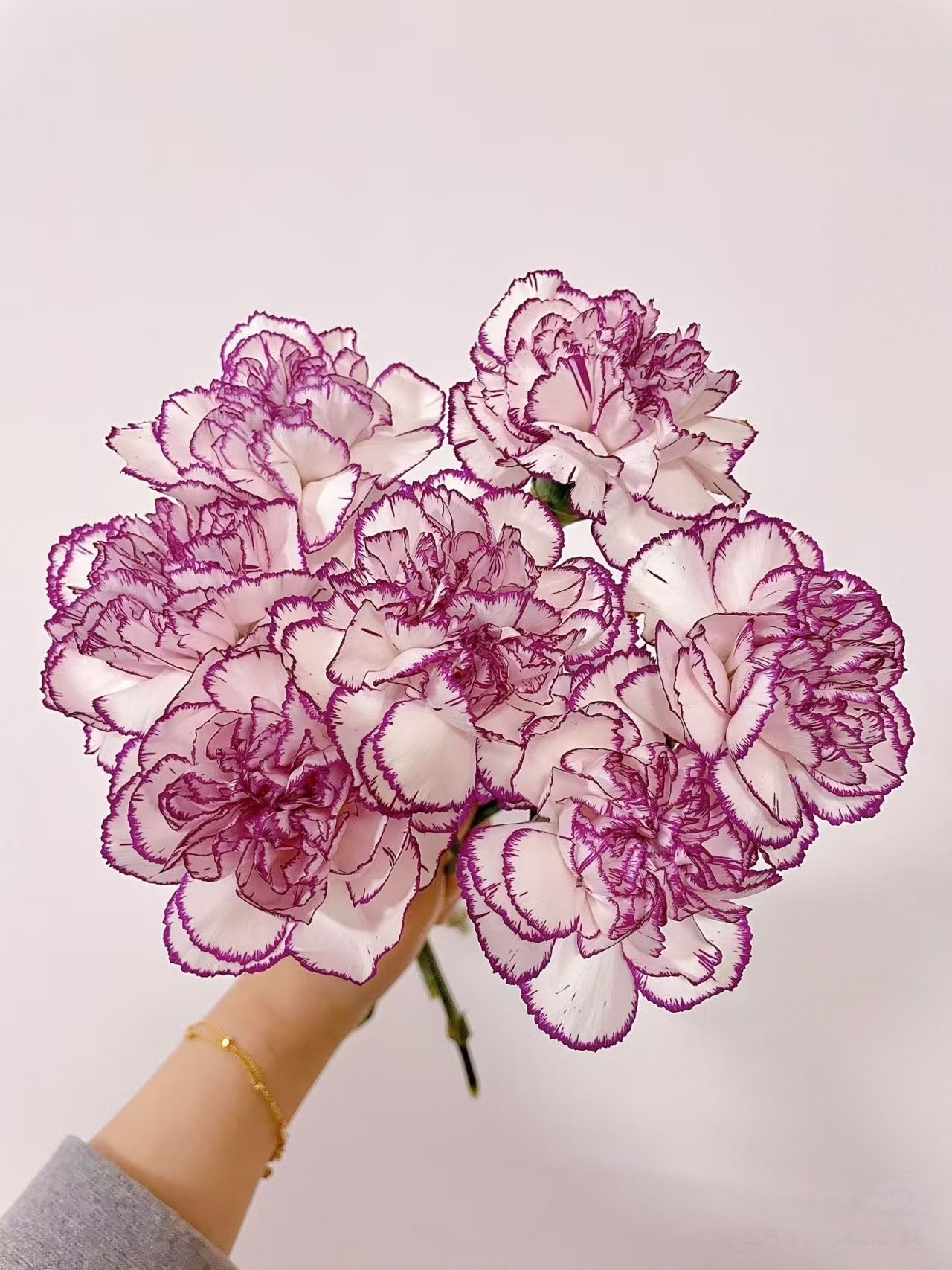 紫边单头康乃馨20枝