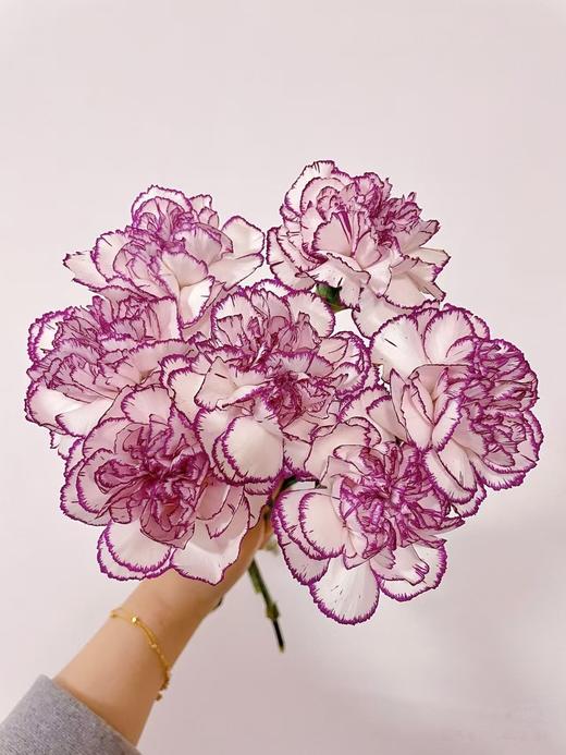 紫边单头康乃馨20枝 商品图0