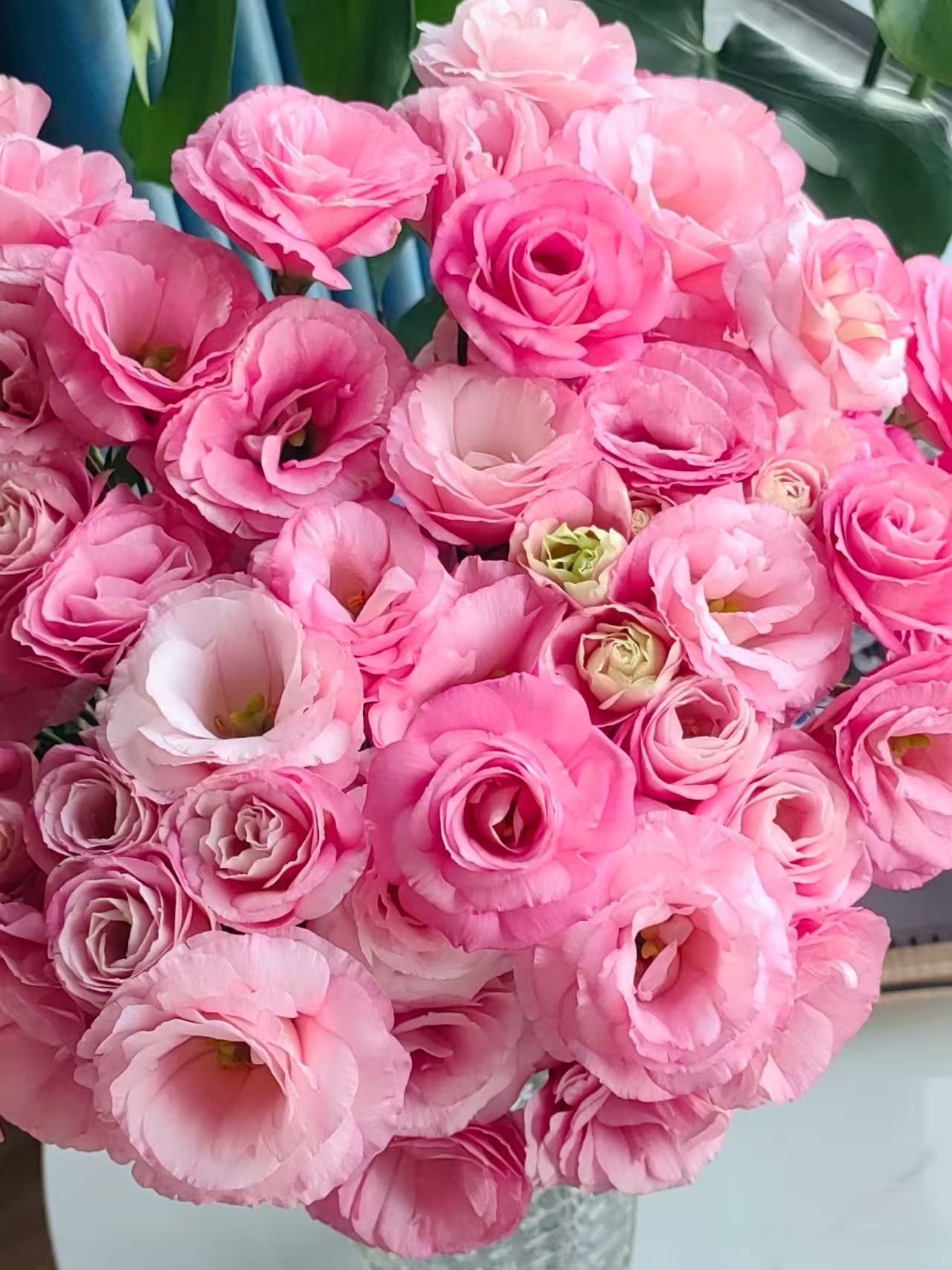 粉色洋桔梗800克