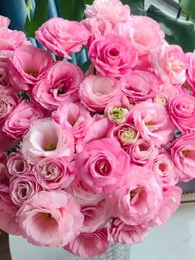 粉色洋桔梗800克