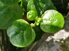 【SF】木耳菜 新鲜采摘 产地直发 商品缩略图2