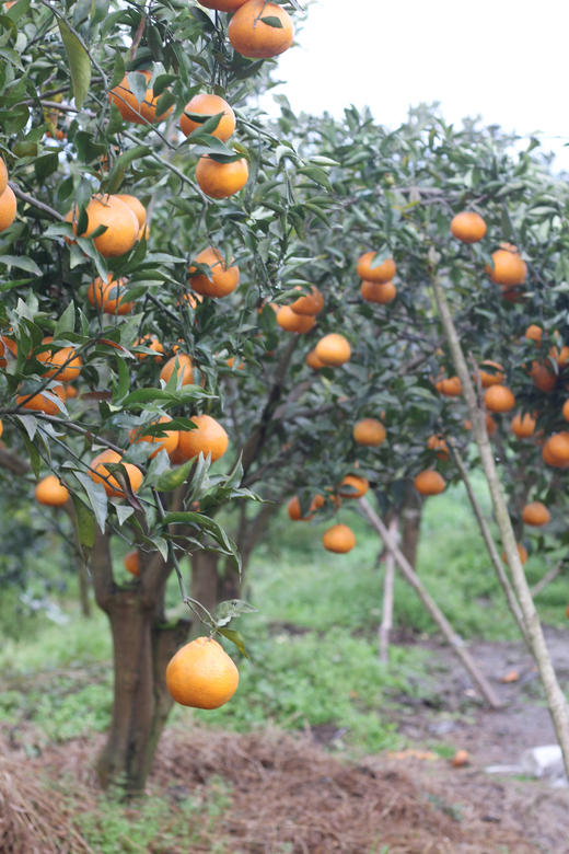 生态春见耙耙柑 产地：四川蒲江 【基地直发】承运：顺丰快递 商品图6