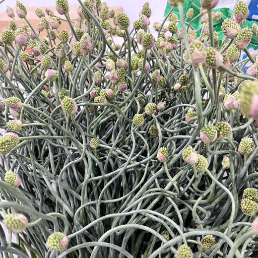 迷你绿头小弯葱 商品图1