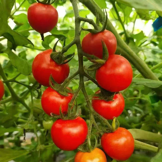 【山城水都水果小番茄】￥39.9元5斤，多种口味的小番茄新鲜上市，满足您的味蕾幻想！韶关浈江区、武江区、乳源县城免费配送，每周六日不定期配送上门（售完即止） 商品图1