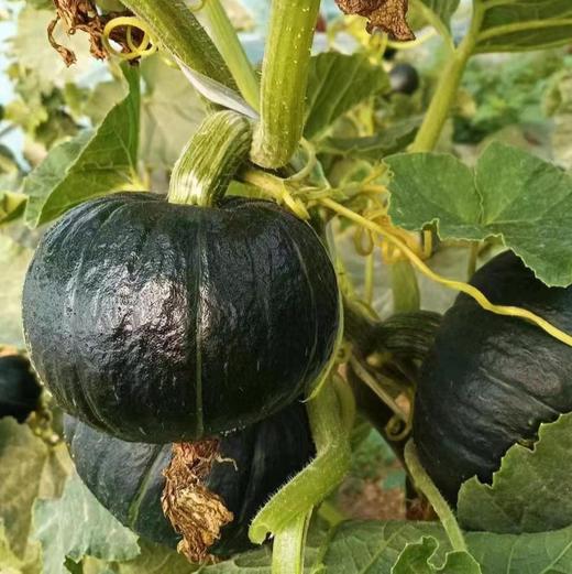 【贝贝南瓜】自家种植的日本原种黑绿小胖墩，晒足365天太阳，施有机肥，种出的【低糖贝贝南瓜】瓜肉干香绵密，蒸熟自带南瓜香！吃起来粉糯香甜！没有纤维感，肉质细腻! 商品图6