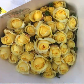 多头玫瑰.杨桃汁