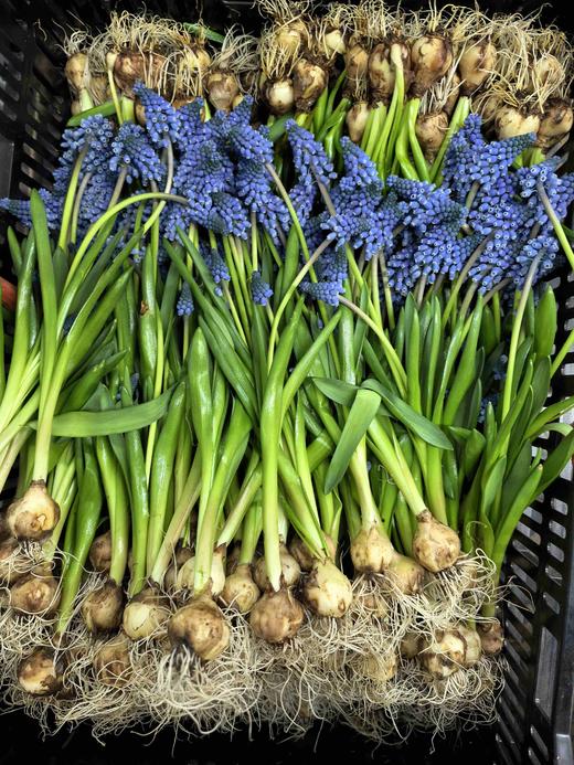 小众鲜花葡萄风信子水培种球10支 商品图12