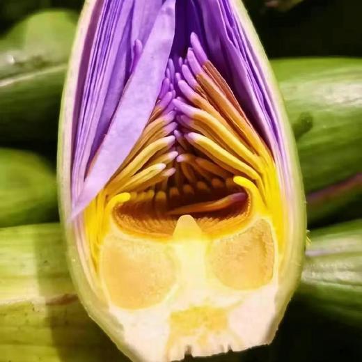 美肌调配蓝莲花纯露250ml 补水 商品图1