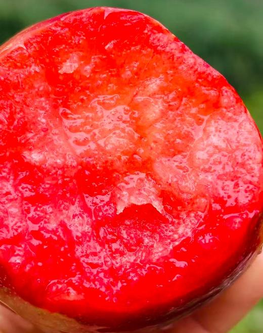 智利玫瑰李| 多汁味甜，清爽不酸涩🍃 核小肉多 ，果肉厚实~ 商品图2