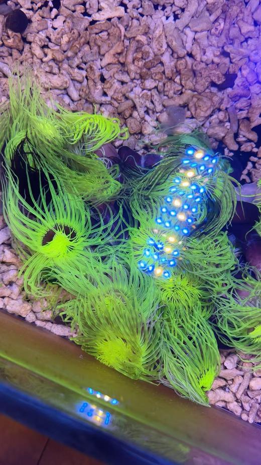 绿须千手佛 商品图7