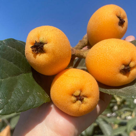 特惠活动『米易黄草五星枇杷』现摘现发，饱满肉厚，凝润柔滑，甜而不腻，果香清冽 商品图0