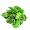 【SF】木耳菜 新鲜采摘 产地直发 商品缩略图1