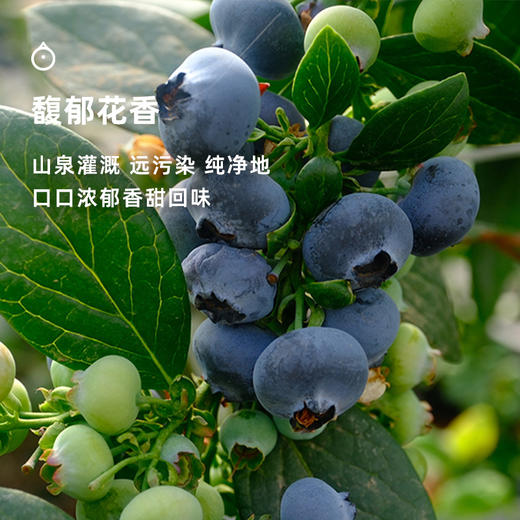 企鹅市集|四川大凉山 高山玫瑰香蓝莓 多规格可选 颗颗饱满香甜 新鲜水果 商品图1